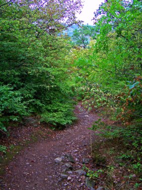 medved Dağı'nda güzel orman