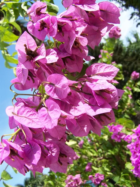 Piękne kwiaty na Krymie — Zdjęcie stockowe