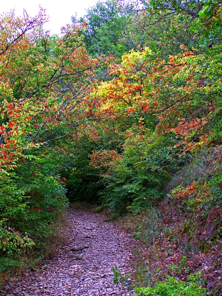 stock image Beautiful forest on Medved mountain