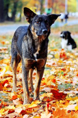 sonbahar yaprakları üzgün köpek