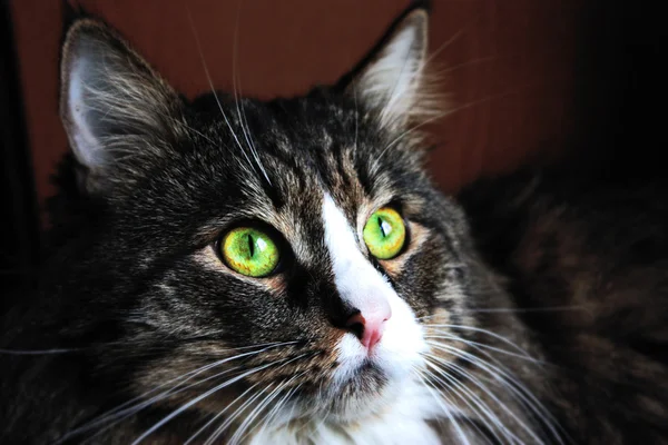 Un gros plan d'un chat aux yeux verts — Photo
