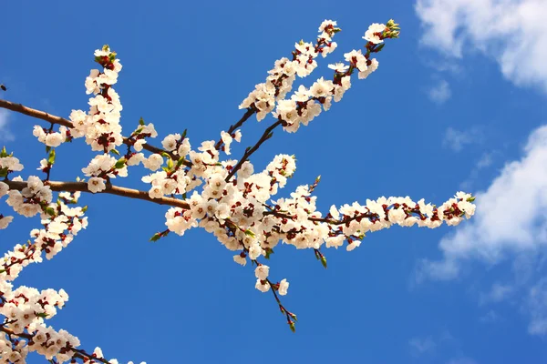 Яскрава весна цвітіння — стокове фото