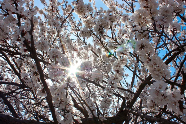 Schöne Frühlingsblüte — Stockfoto