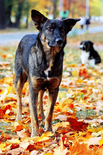 Грустная собака в осенних листьях — стоковое фото