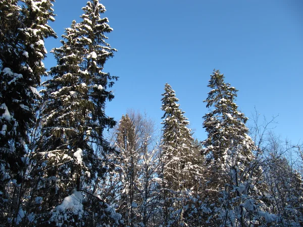 Drewno zimowe — Zdjęcie stockowe