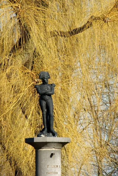 Sarı Napolyon — Stok fotoğraf