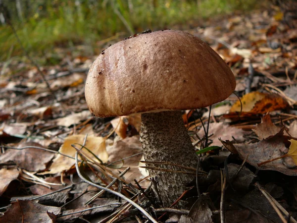 Cogumelo em uma madeira — Fotografia de Stock