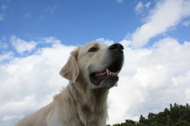 köpek bir arka planda gökyüzü