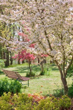 Beauty tree in bloom with bench clipart