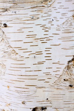 Detail cortices tree - birch clipart