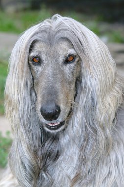 Afghan hound dog clipart