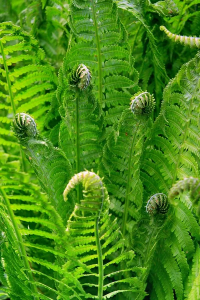 Detail of fern