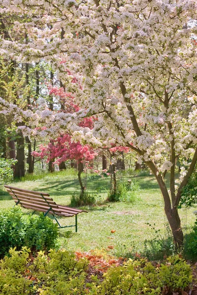 Drzewo piękności w rozkwicie z ławką — Zdjęcie stockowe