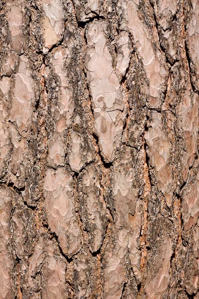 Detay cortices ağaç - çam — Stok fotoğraf
