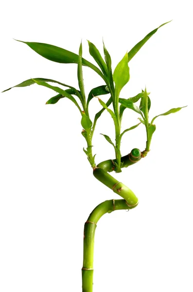 Молодые зелёные листья бамбука — стоковое фото
