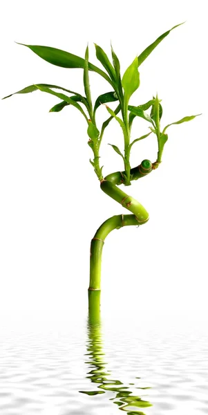 Ung grön bambu blad — Stockfoto