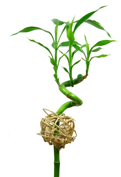 Mladé zelené bambusové listy — Stock fotografie