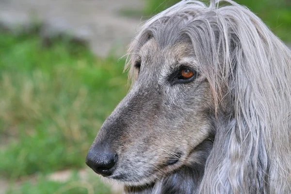 Afghan hound dog — Stock Photo, Image