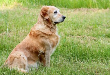 portre köpek - golden retriever