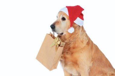 Golden retriever like dog - santa claus clipart