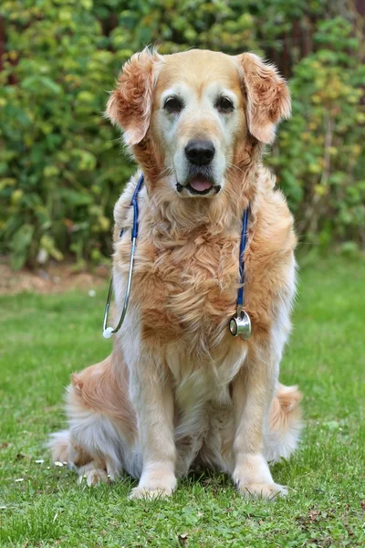 Pes s stetoskop na zahradě — Stock fotografie