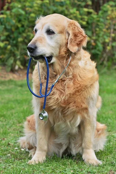 Cane con stetoscopio in giardino — Foto Stock