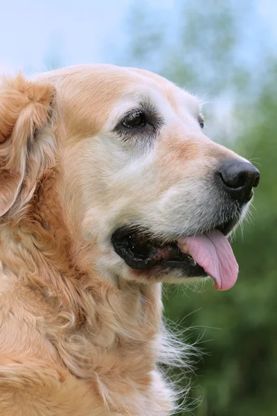 Портретная собака - золотистый ретривер — стоковое фото