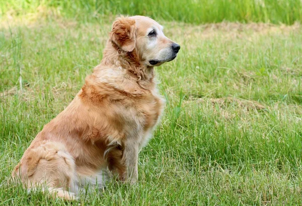Portret psa – złoty pies myśliwski — Zdjęcie stockowe