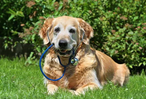 Собака со стетоскопом в саду — стоковое фото