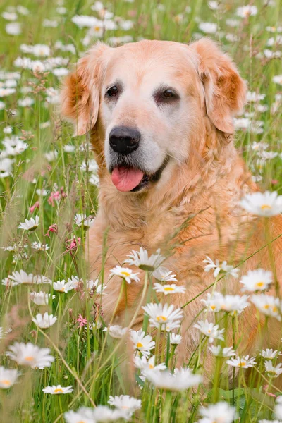 Retriever on meadow of full flowers — Stock Photo, Image