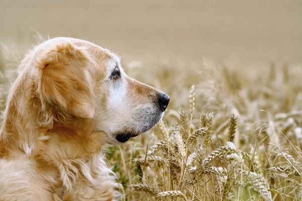 Pies w pszenicy pola — Zdjęcie stockowe