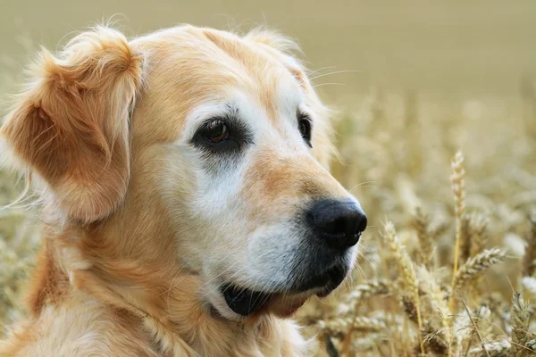 Hund i vete av fältet — Stockfoto