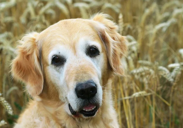 Pes v pšeničné pole — Stock fotografie