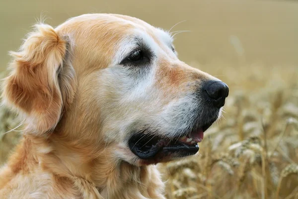 Cão em trigo de campo — Fotografia de Stock