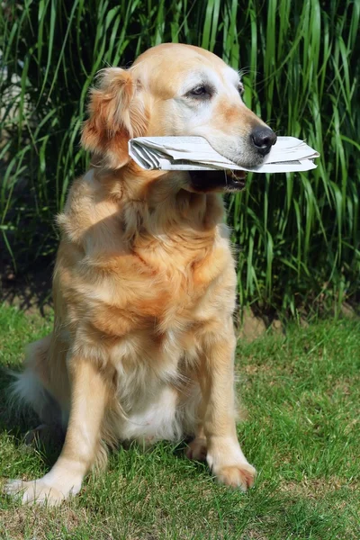Pes - zlatý retrívr - asistent pošťák — Stock fotografie
