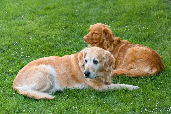 Dos perros — Foto de Stock