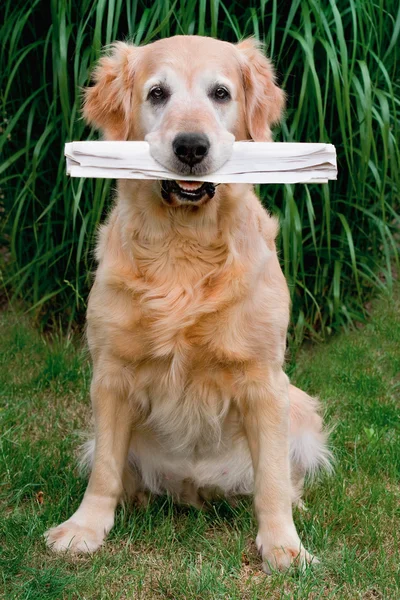 Köpeğin ağzında bir gazete tutan — Stok fotoğraf