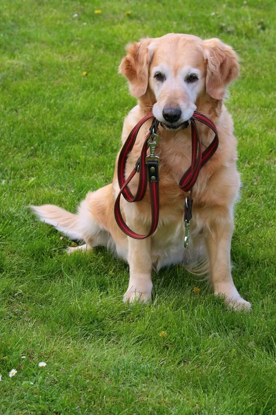 Dog and he leash — Stock Photo, Image