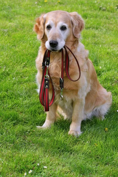 狗和他的皮带 — 图库照片