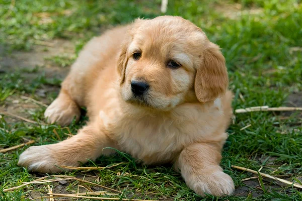 Cãozinho pequeno e de beleza — Fotografia de Stock