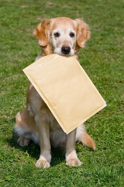 Χρυσόs retriever - ως mailman — Φωτογραφία Αρχείου