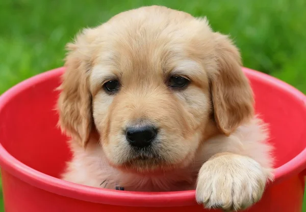 Kırmızı kova içinde güzellik köpek yavrusu — Stok fotoğraf