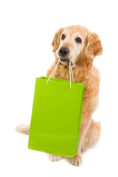 Golden retriever and green light bag — Stock Photo, Image
