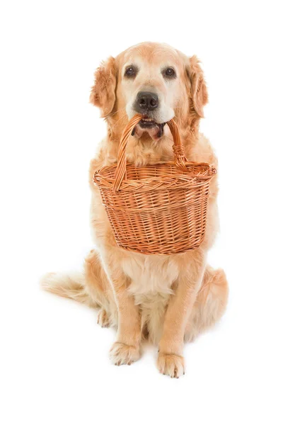 Собака який тримає плетений панньє — стокове фото