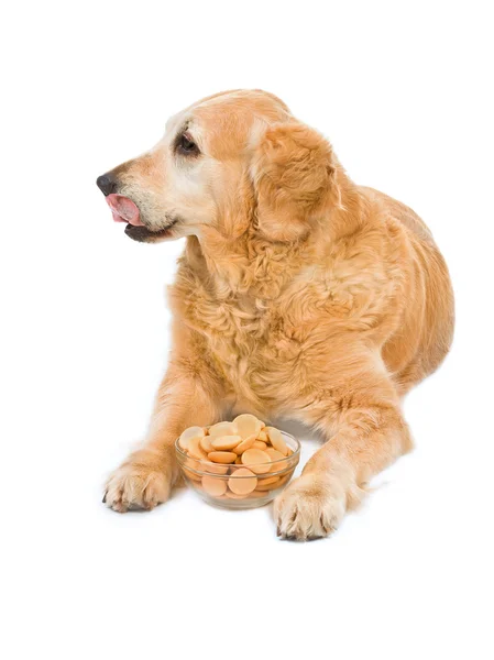 Dog with saucer full sponge - biscu — Stock Photo, Image