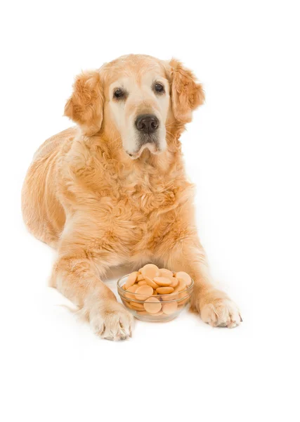 Dog with saucer full sponge - biscu — Stock Photo, Image