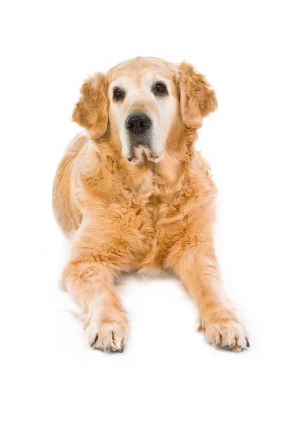Złoty pies myśliwski na białym tle — Zdjęcie stockowe