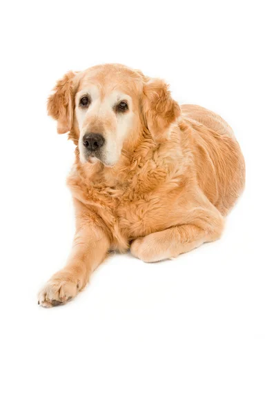 在白色背景上的金毛猎犬 — 图库照片