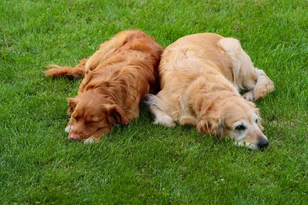 Zwei Hunde — Stockfoto