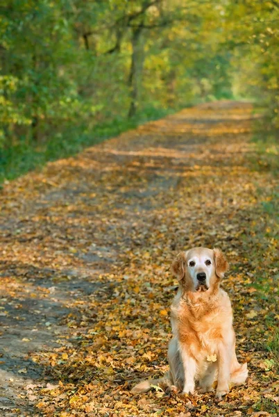 Hund på promenad i park — Stockfoto